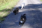 cats