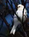 snowbunting