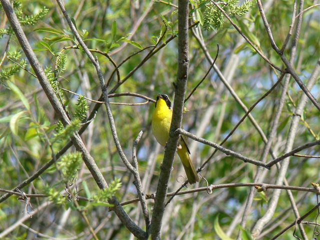 Yellow Throat