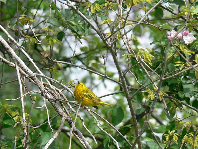 Yellow Warbler