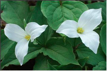 Trilliums