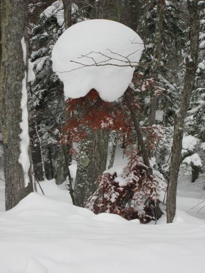 Heavy load for small tree.