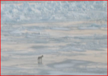 Coyote on Ice Patrol