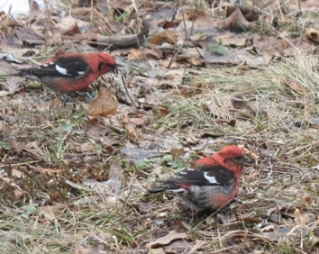 Male Pine Grosbeaks in driveway