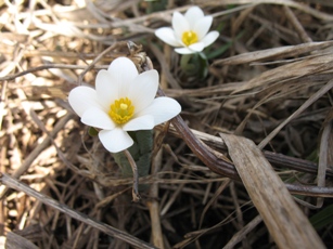 Bloodroot Bloom with curled leaves at its base