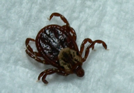 Wood Tick