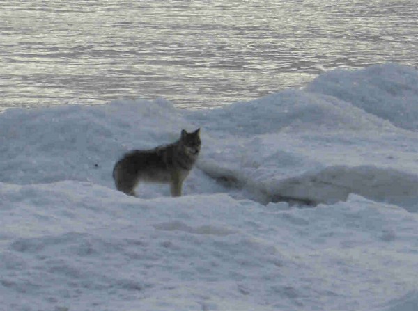 Wolf on the Bay