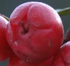 Wintergreen Berry Blossom End