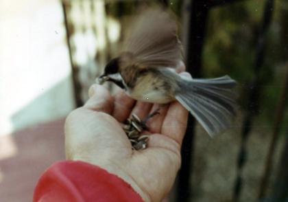 Nicks Chickadee