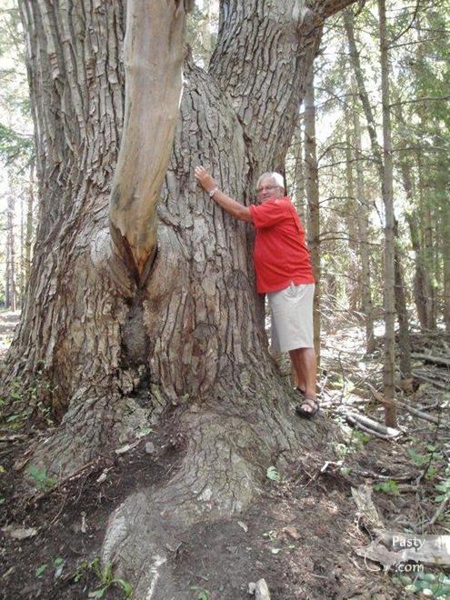 BIG cottonwood