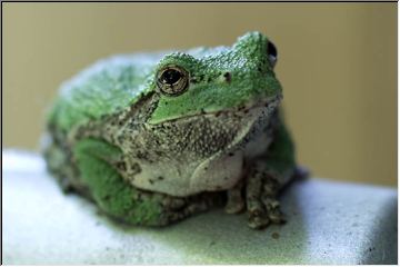 Dan Urbanski's frog!