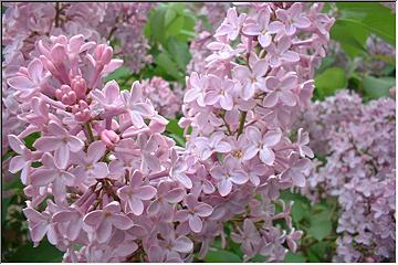 Lilacs