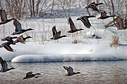 Ducks