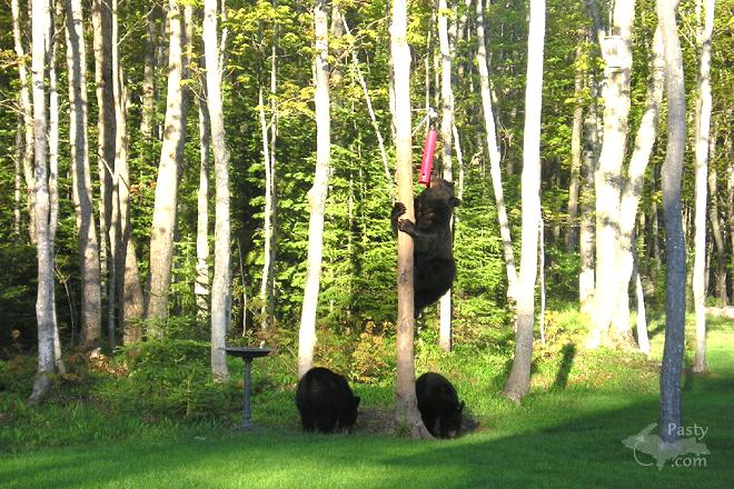 Three Bears