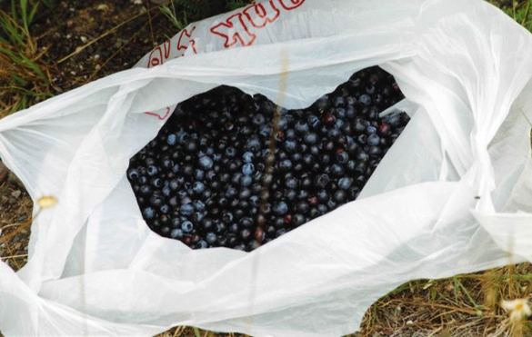 bagged berries