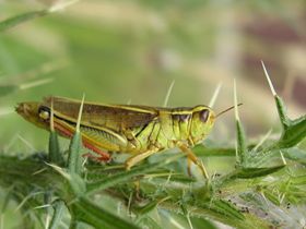 Z-Man's grasshopper!