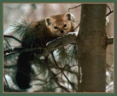 pinemartin