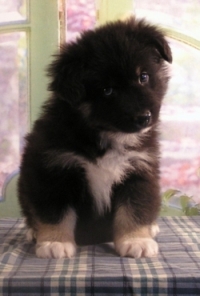 lapphund