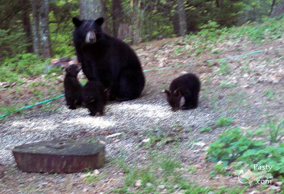 Mama Bear and her brood!