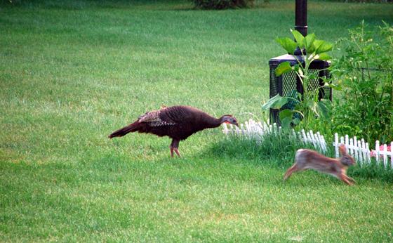 The turkey and the hare!