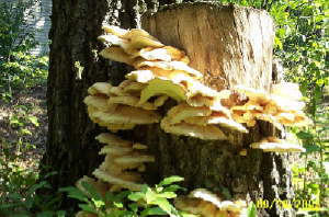 fungus