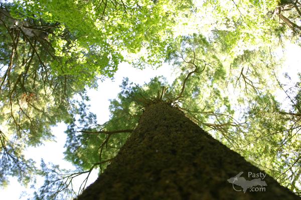 Looking up