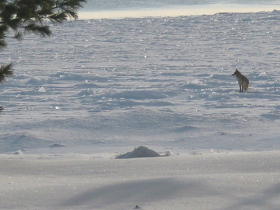 coyote2