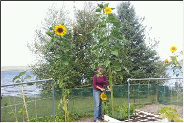 sunflowers