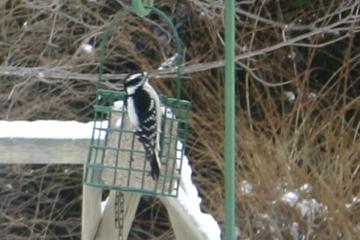 Diana's Downy Woodpecker