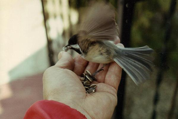 Nick's Chickadee