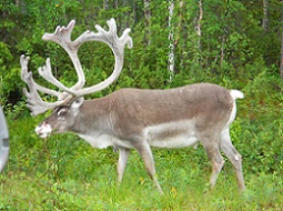 reindeer