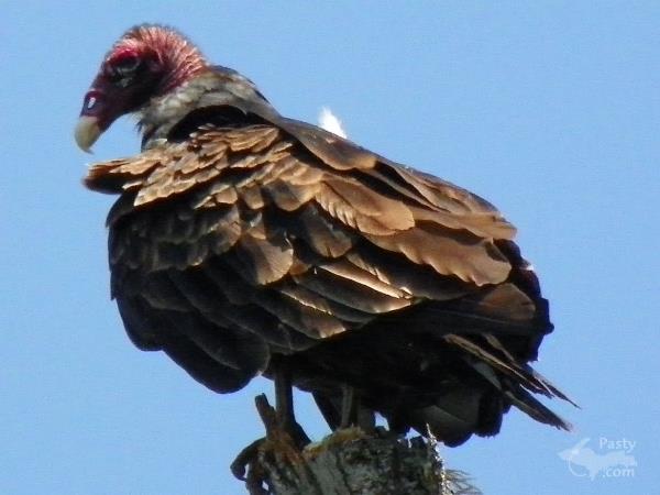 RCW's Buzzard