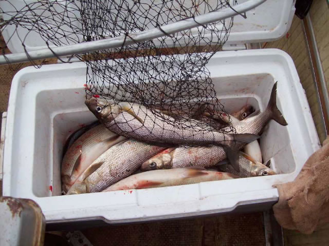 Whitefish in cooler