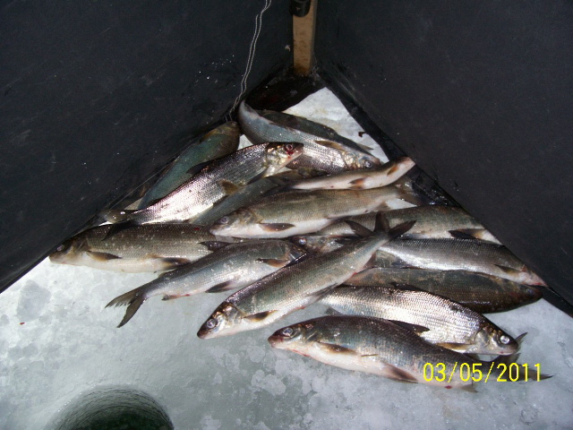 fish in tent