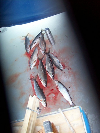 Catch for the day