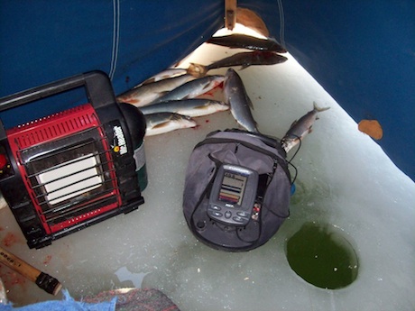 Fish in tent