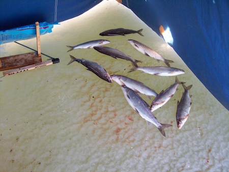 Fish in the tent
