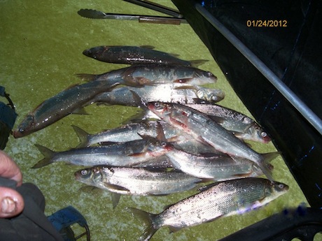 Willy's catch