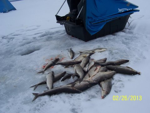 Fish on ice
