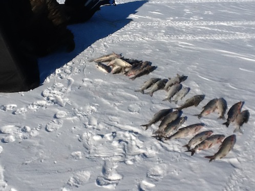 fish