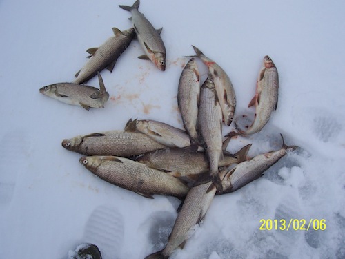 More fish