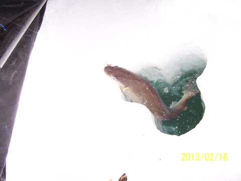 Fish in hole