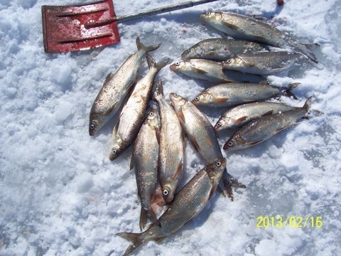 Willy and Mikes fish