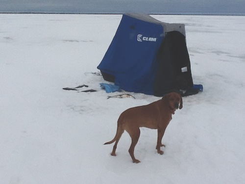 Rowdy by tent