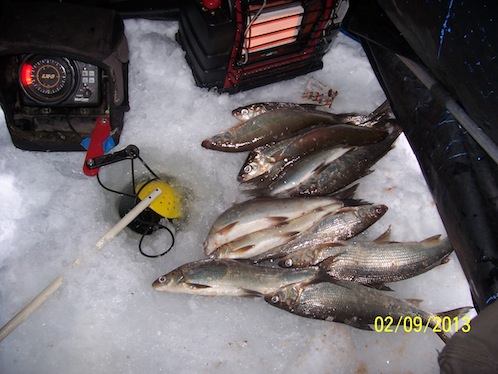 Willy's fish