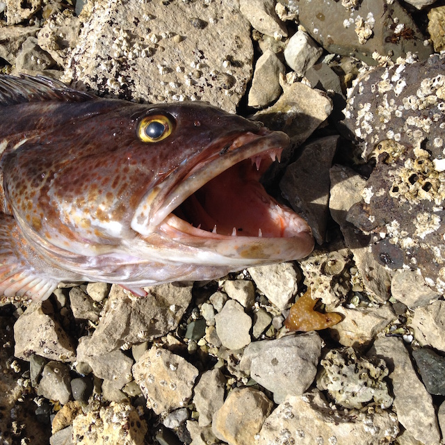 lingcod