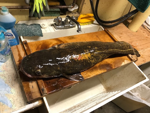 One ugly fish