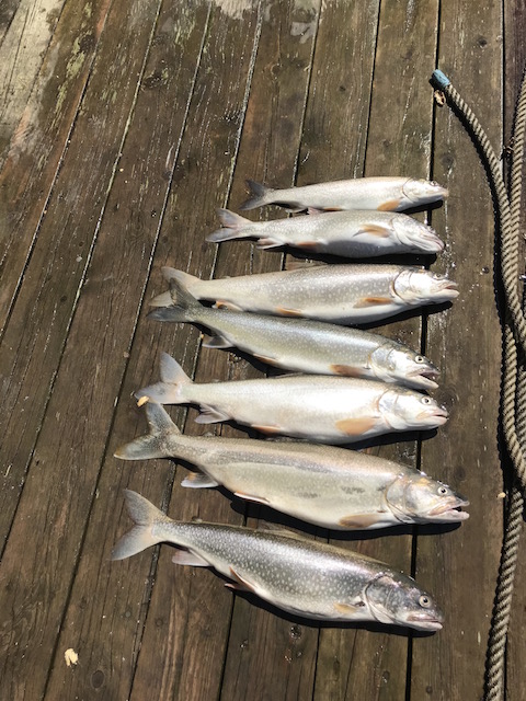 channel fish