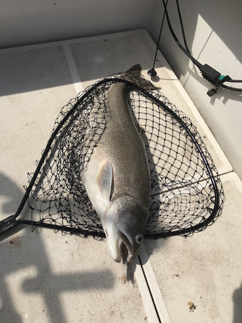 fish in net