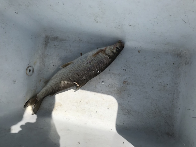 first whitefish